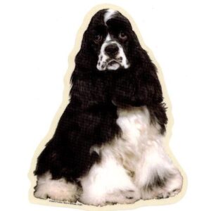 Amerikansk Cocker Spaniel