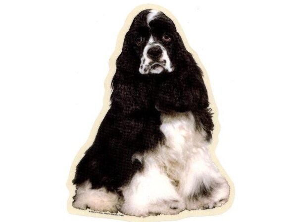 Amerikansk Cocker Spaniel