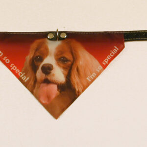 Bandana halsbånd med motiv af  Cavalier King Charles Spaniel flere varianter