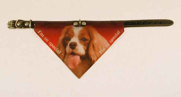 Bandana halsbånd med motiv af  Cavalier King Charles Spaniel flere varianter