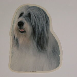 Bearded Collie