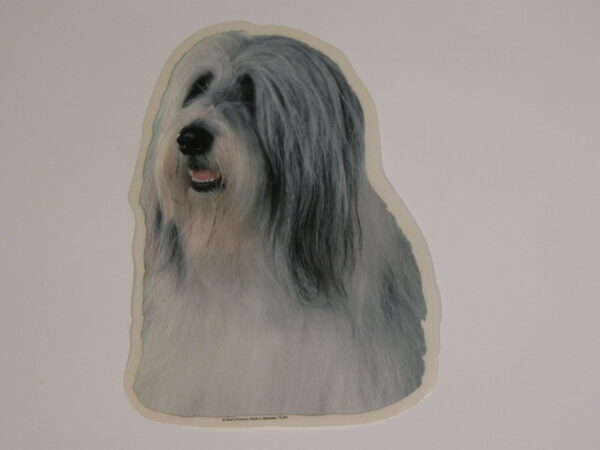 Bearded Collie