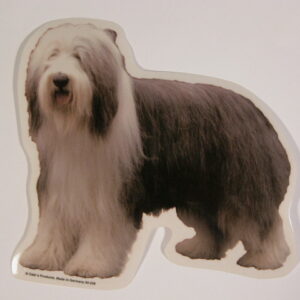 Bearded Collie