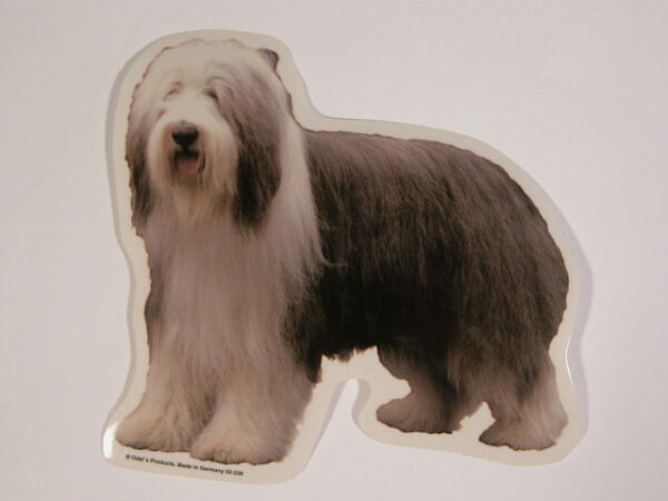 Bearded Collie