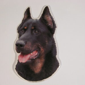 Beauceron "Berger de La Beauce"