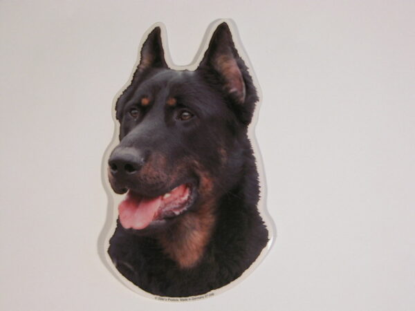 Beauceron "Berger de La Beauce"