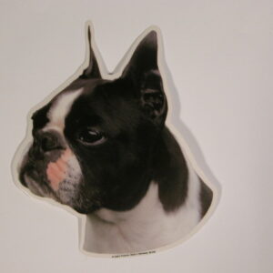 Boston Terrier