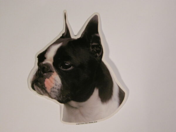 Boston Terrier