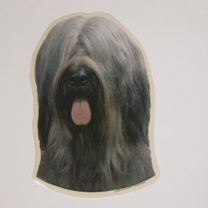 Briard