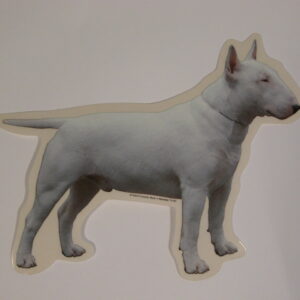 Bull Terrier