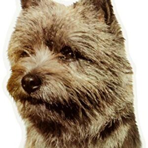 Cairn Terrier