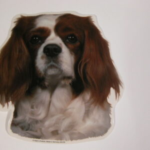 Cavalier King Charles Spaniel