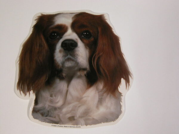 Cavalier King Charles Spaniel