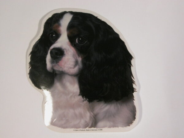 Cavalier King Charles Spaniel