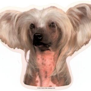 Chinese Crested. Vælg: klistermærke