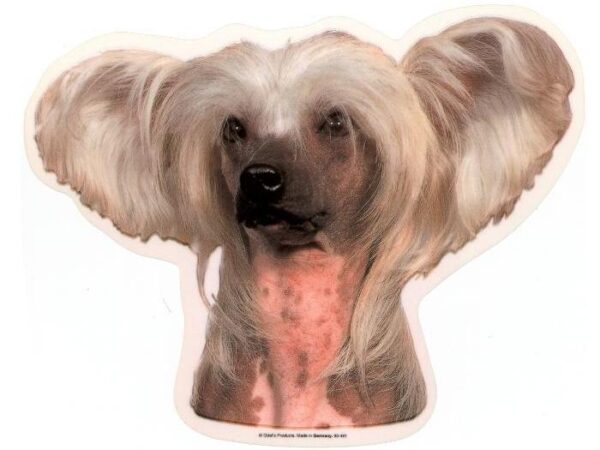 Chinese Crested. Vælg: klistermærke