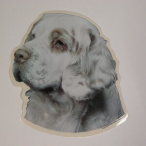 Clumber Spaniel