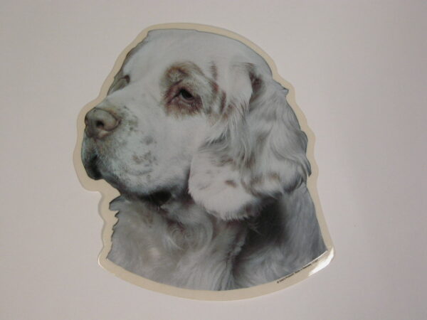 Clumber Spaniel