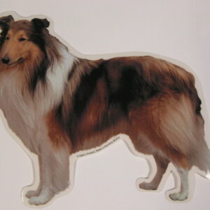 Collie