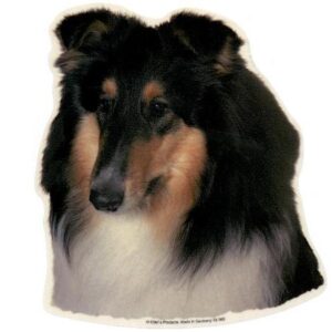 Collie