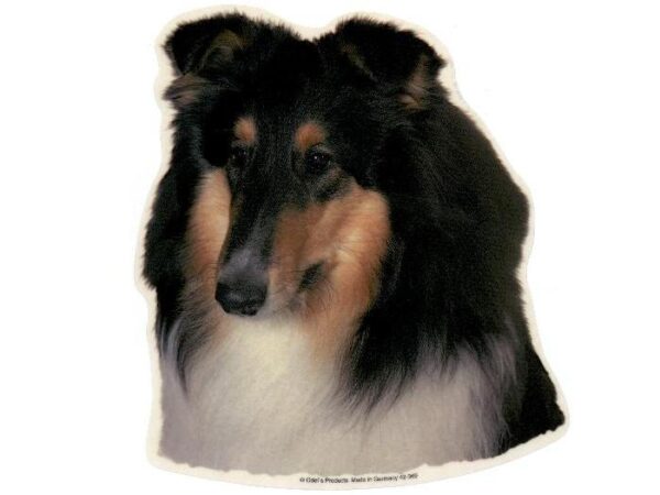 Collie