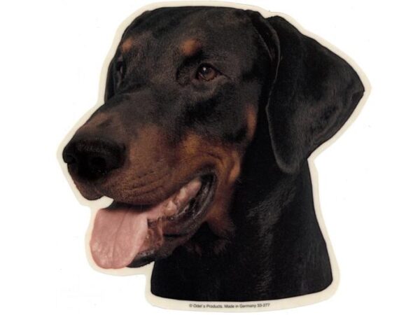 Dobermann