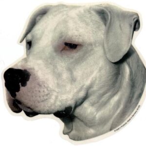 Dogo Argentino