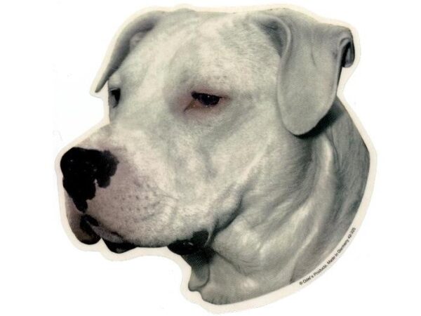 Dogo Argentino