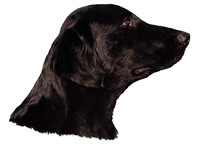 Flat Coated Retriever