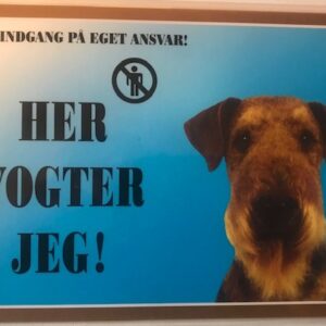 Her vogter jeg Aierdale Terrier.