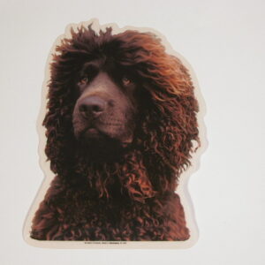 Irish Water Spaniel