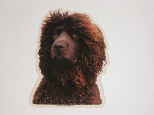 Irish Water Spaniel