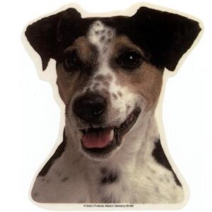 Jack Russell Terrier