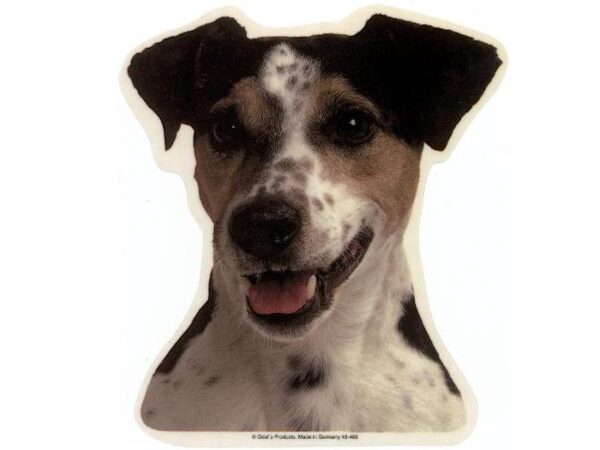 Jack Russell Terrier