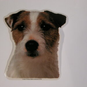 Jack Russell Terrier