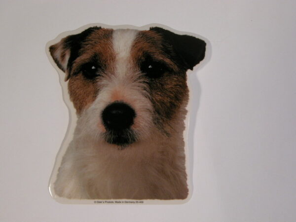 Jack Russell Terrier