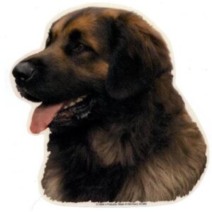 Leonberger