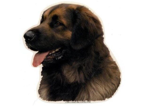 Leonberger