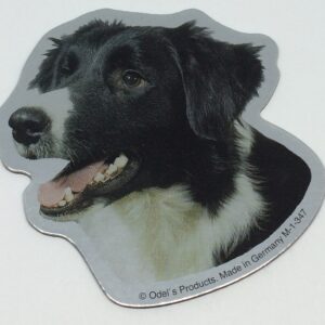 Magnet med Border Collie