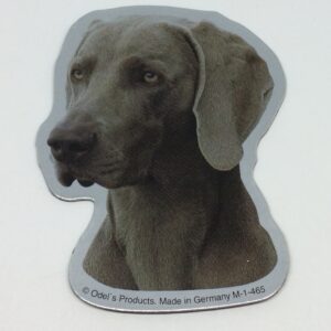 Magnet med Weimaraner