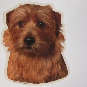 Norfolk Terrier