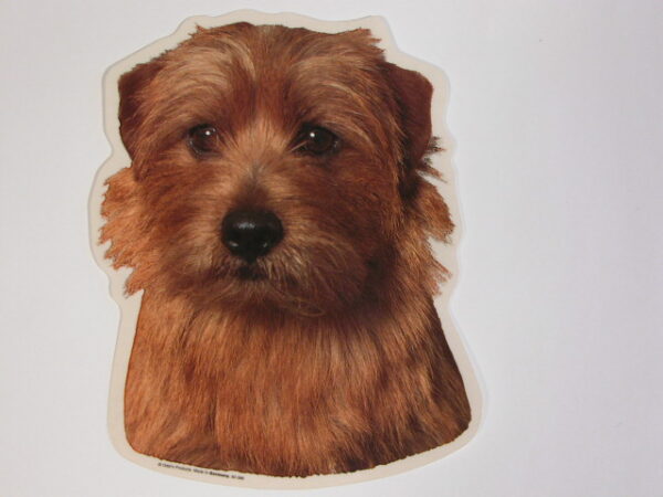 Norfolk Terrier