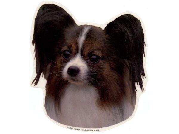 Papillon