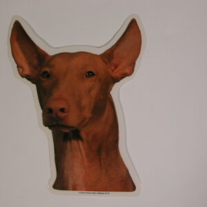 Podenco Canario