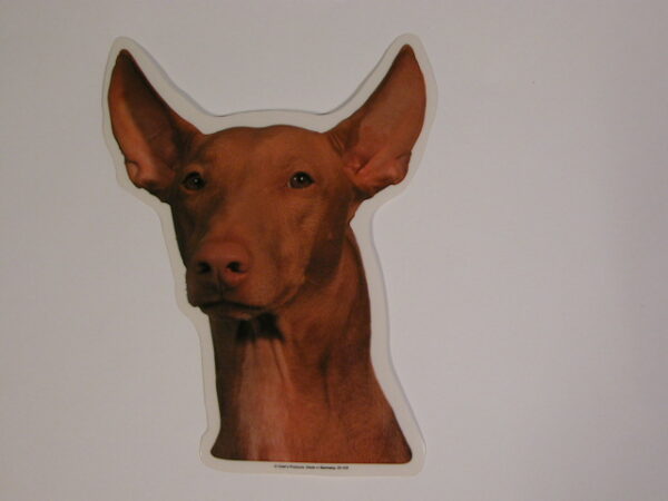 Podenco Canario