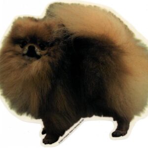 Pomeranian