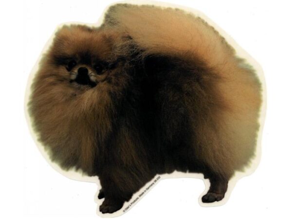 Pomeranian