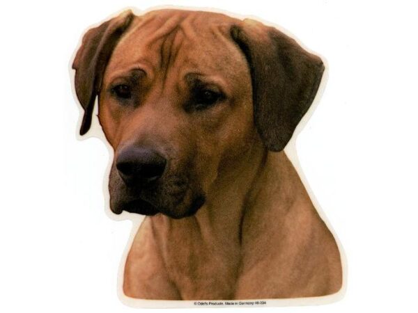 Rhodesian Ridgeback. Vælg: klistermærke