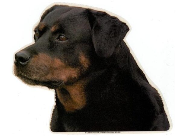 Rottweiler