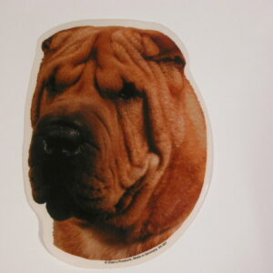 Shar Pei